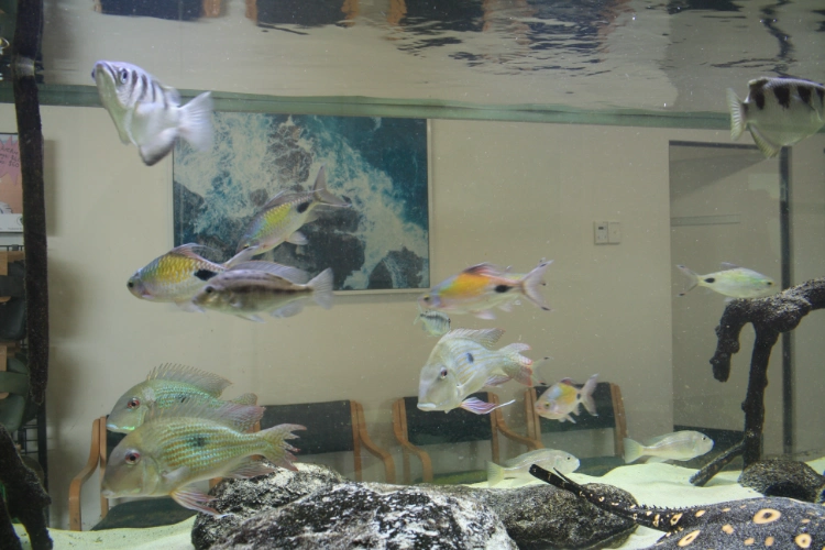 A vibrant aquarium filled with various fish, including cichlids and a stingray, swimming among rocks and plants. The background features an artwork of ocean waves, and some seating is visible behind the tank.